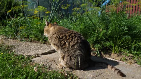 cute brown cat cleaning itself in garden setting