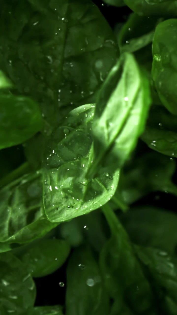 Gocce d'acqua al rallentatore che cadono su foglie fresche di spinaci verdi