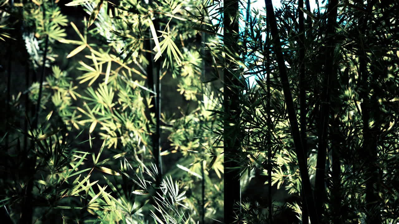 bosque de bambú en el sur de china