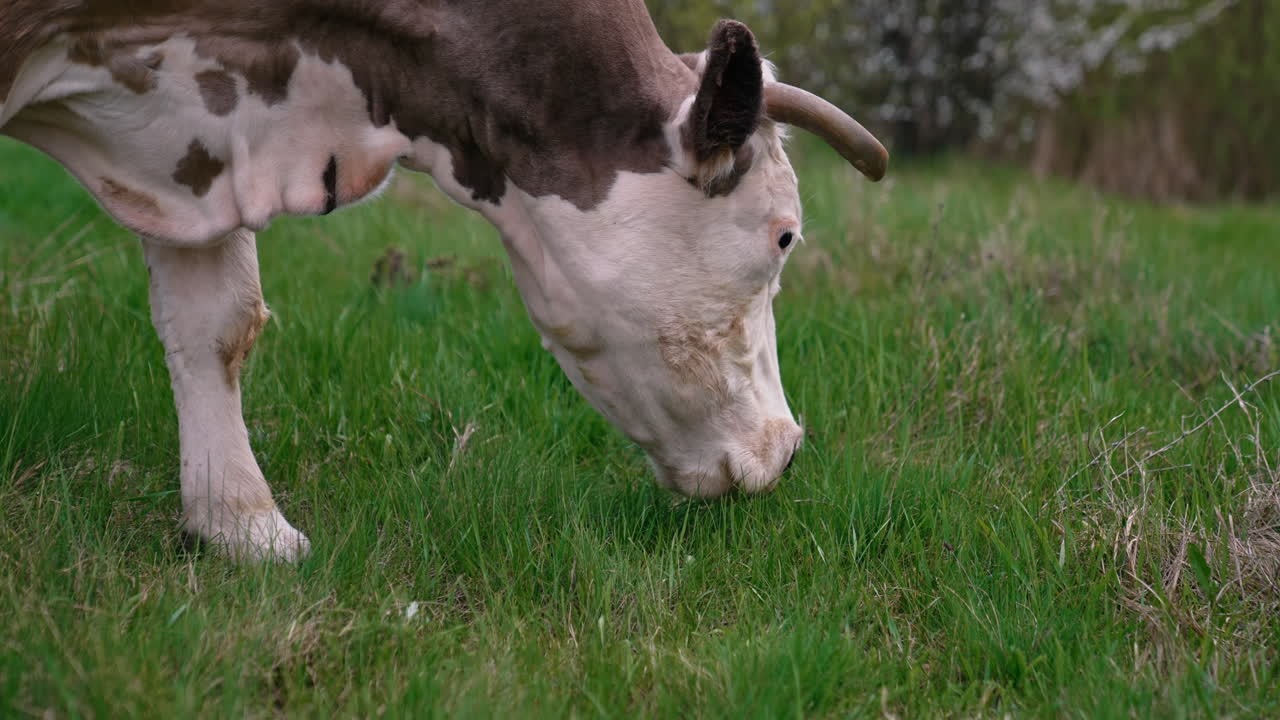 Cow grazing in fresh pastures