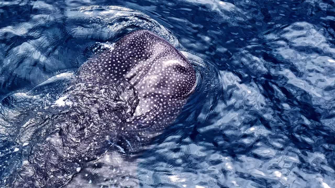 渦巻く海水中を泳ぐジンベエザメの、特徴的な斑点模様が姿を現す