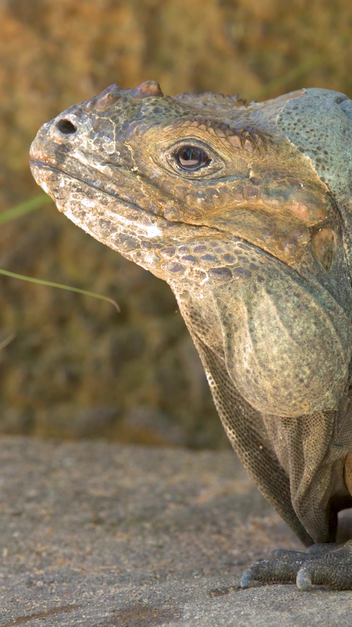 Un'iguana rinoceronte rimane immobile durante uno scatto ravvicinato di profilo alla luce naturale del giorno.