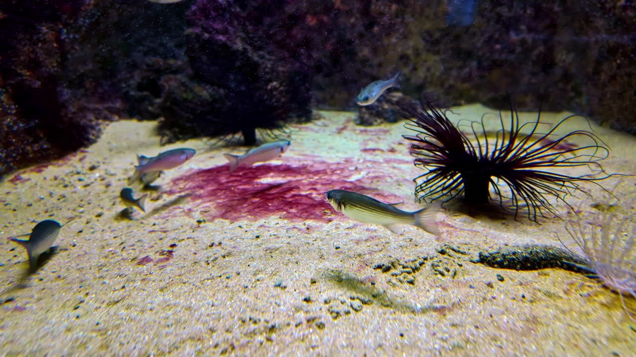 Underwater School of Small Fish