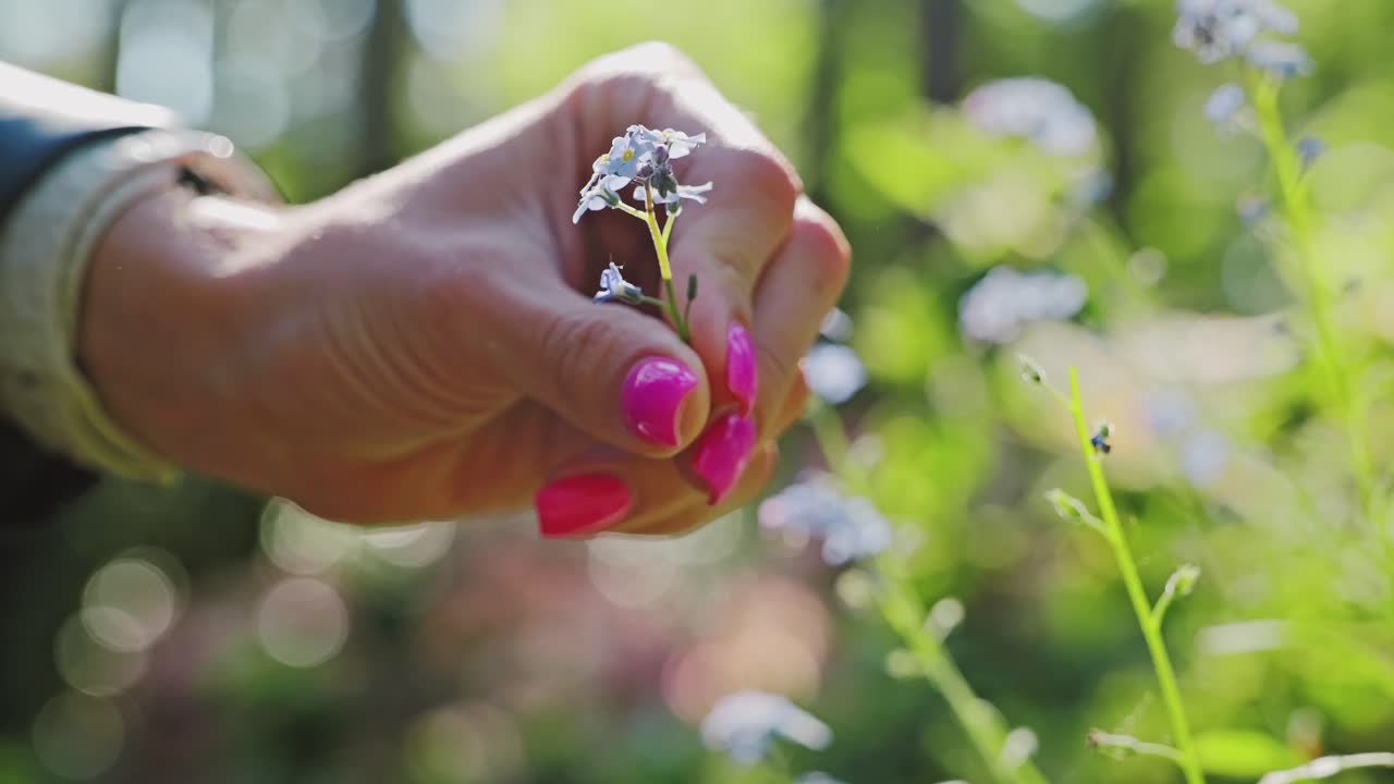 Closeup of woman's hand plucking blue flower in sunlit forest meadow, Latvian
