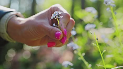 closeup of woman's hand plucking blue flower in sunlit forest meadow, latvian