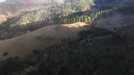 hermosa vista aérea durante la puesta de sol sobre el bosque de pinos canarios y pasando por nubes bajas