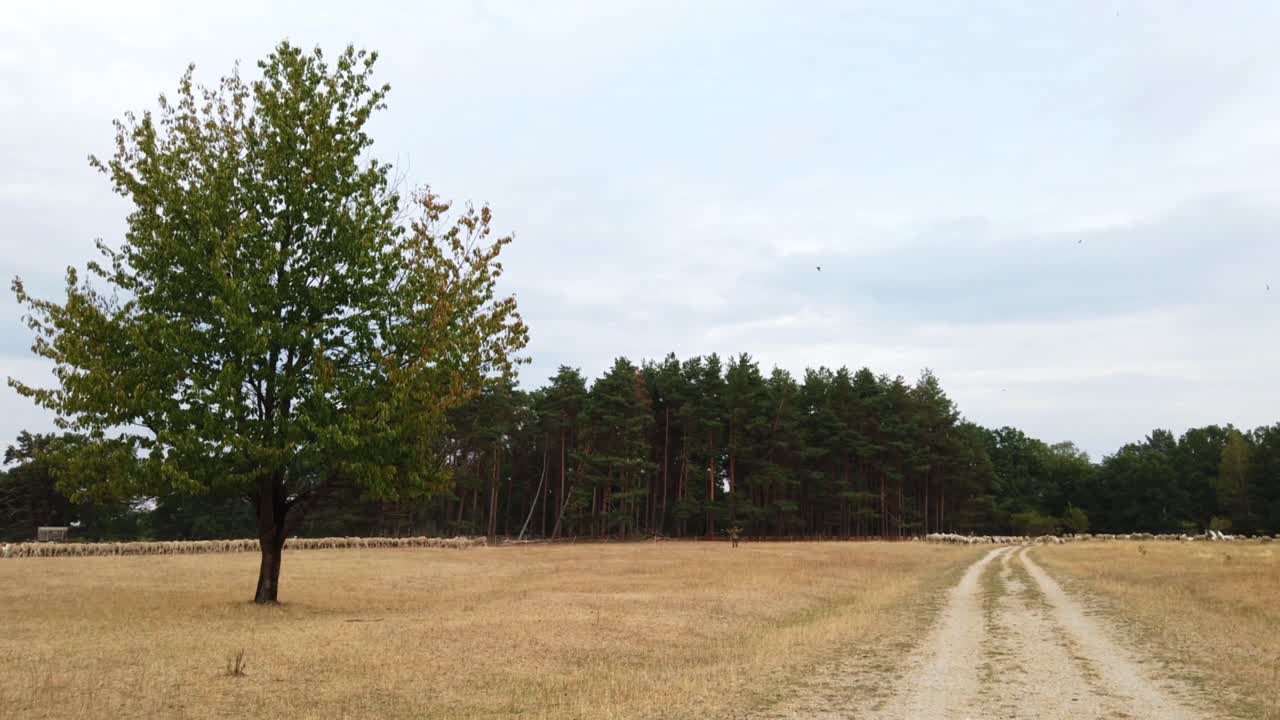 un rebaño de ovejas y cabras corriendo por un campo abierto, conducido por el perro pastor