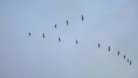 Bandada-De-Aves-Migratorias-Volando-En-Formación-De-V