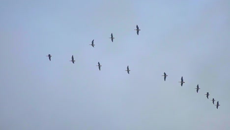 bandada de aves migratorias volando en formación de v