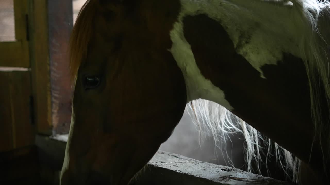 horse in the stable chewing grass