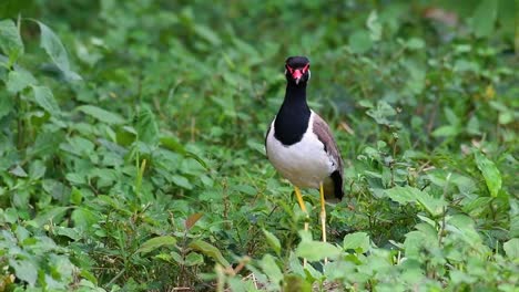 el avefría de barbas rojas es una de las aves más comunes de tailandia