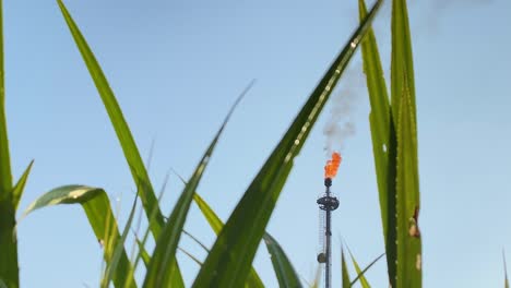 telephoto zoom in of burning gas flares refinery oil processing, through grass