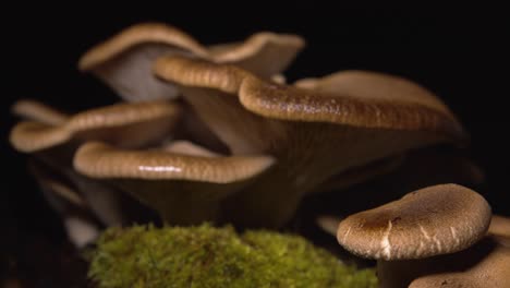 brown homegrown mushrooms rack focus close up on black background