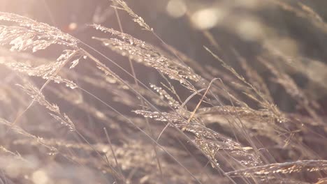 Golden-Wheat-Waving-in-the-wind-on-a-hot-summer-day-on-a-Blurry-Background