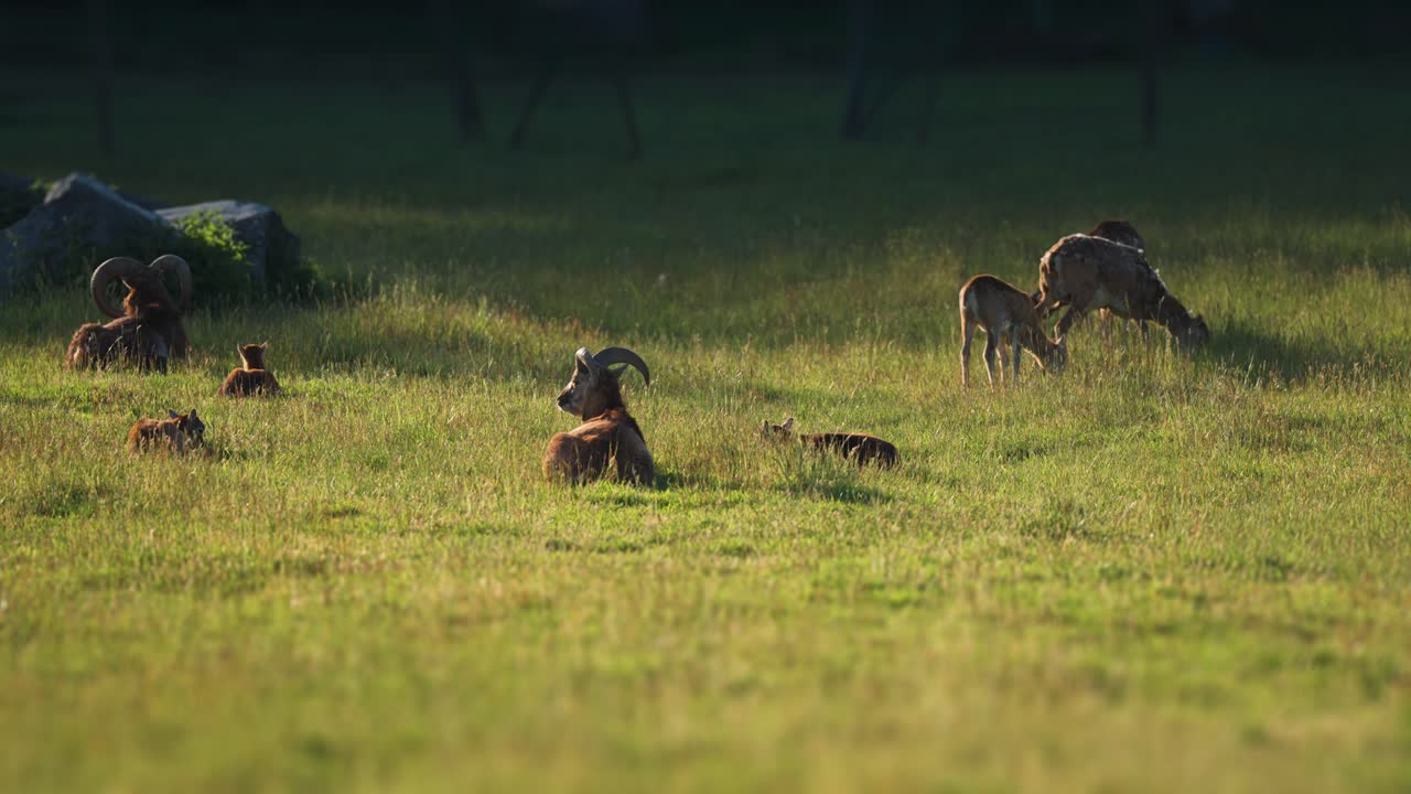 Among the meadow's green splendor, mouflons balance their time between grazing and resting