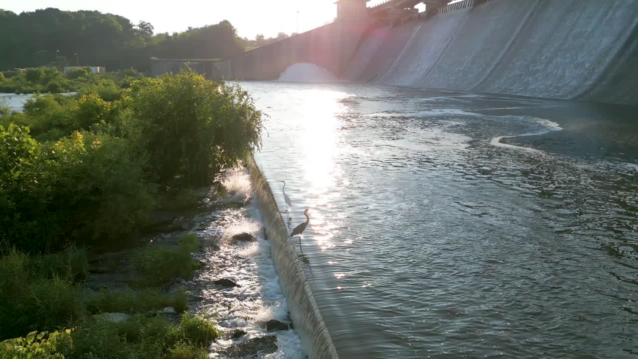 오하이오주 후버 저수지 저수지에 서 있는 블루 헤론과 백로의 공중