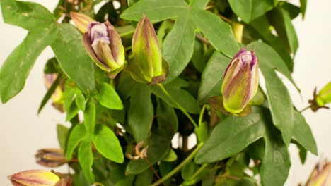 pasiflora 11