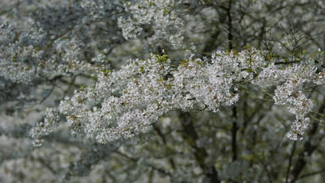 Blühende-Zweige-Voller-Weißer-Blüten