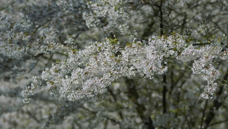 blooming branches fulled with white blossoms