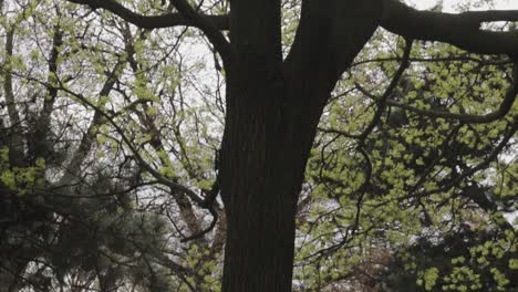 Tilting-shot-of-a-large-tree-on-a-sunny-day