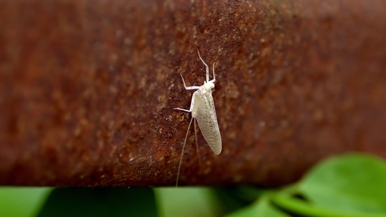Tiny Mayfly Resting on Rusty Bridge Railing in Forest Sunlight