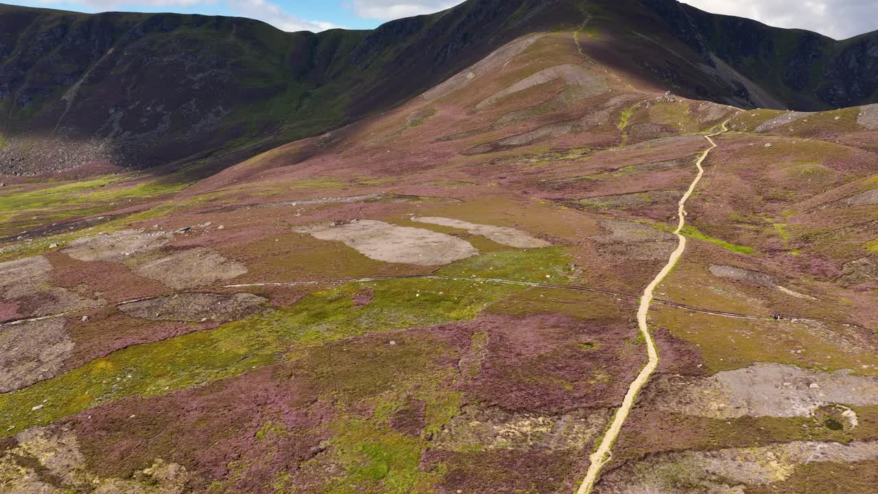 Drone glides above winding trail through vibrant heather valley, under soft daylight and cloudy sky