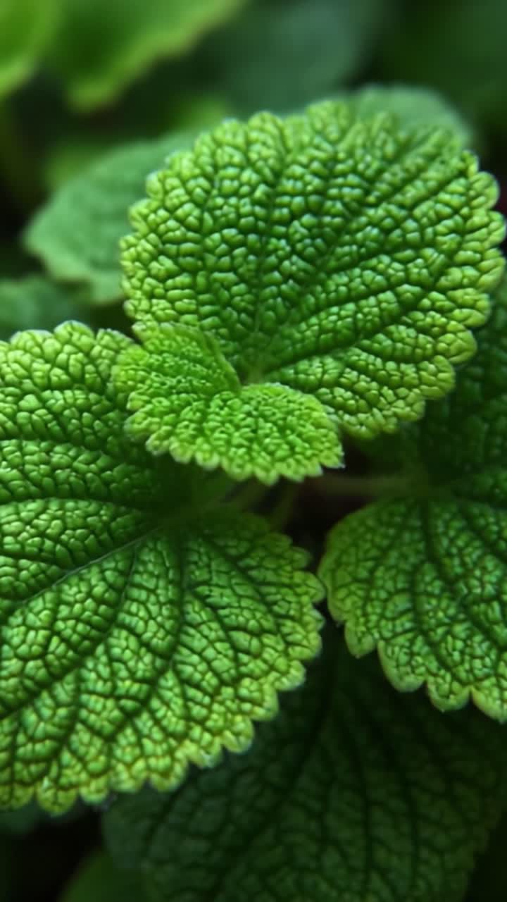 Close-up Exploration of Lush Green Leaves with Intricate Textures, Capturing the Beauty and Detail of Nature's Tapestry in Vibrant Shades of Green