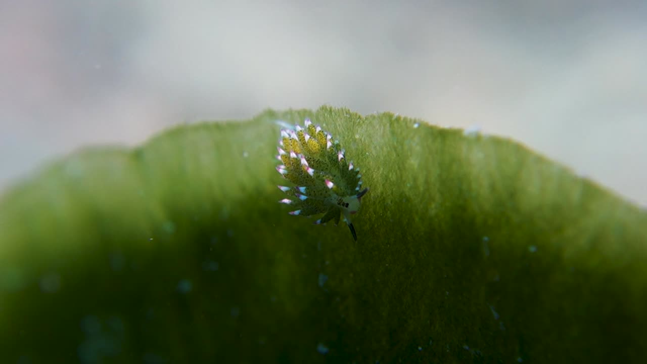 costasiella kuroshimae oveja nudibranquio pasta algas borde de hoja de mar