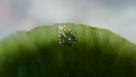 costasiella kuroshimae овечий нудибранх пасёт водоросли на краю морского листа