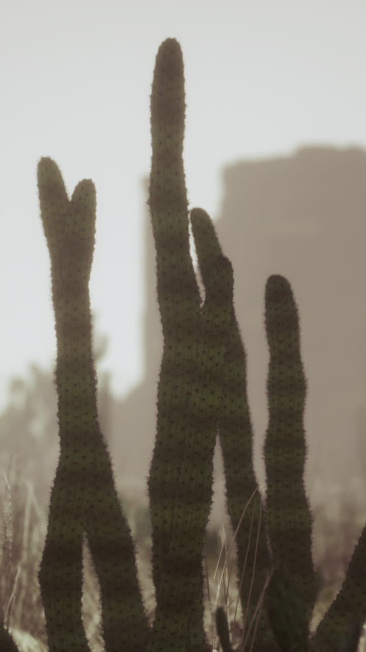 사막의 안개 속의 토스