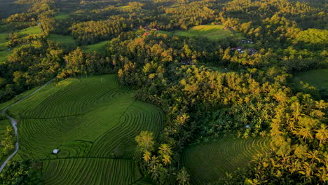 Paisaje-De-Campos-De-Arroz-En-El-Valle-Verde-En-El-Oeste-De-Bali,-Indonesia