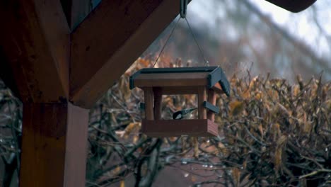 Close-up-to-a-bird-feeder-where-some-small-birds-are-feeding-in-a-home-garden