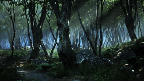 mañana brumosa en el bosque con rayos de luz en el bosque