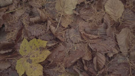 Nahaufnahme-Von-Gefallenem-Braunem-Laub-Auf-Waldboden-Während-Der-Herbstsitzung