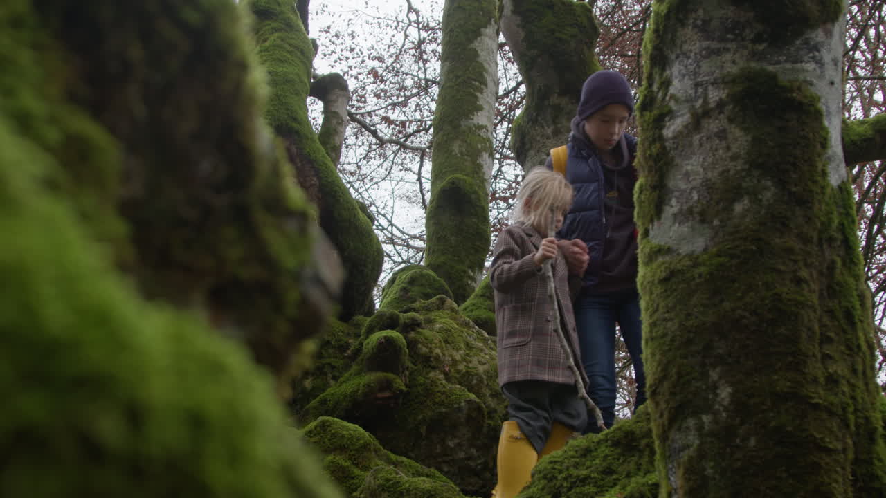 niños explorando el bosque de musgo