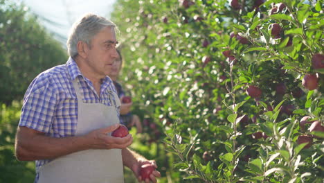 mature farmer harvesting red apples in an apple orchard