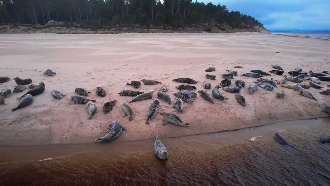 tomada de un avión no tripulado de muchas focas en la playa en el mar de escocia