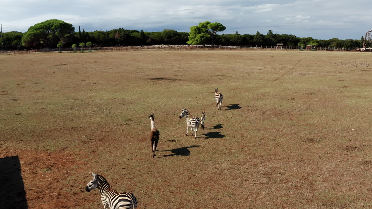 Animals On Safari Park In Brijuni National Park Near Istria Peninsula In Croatia