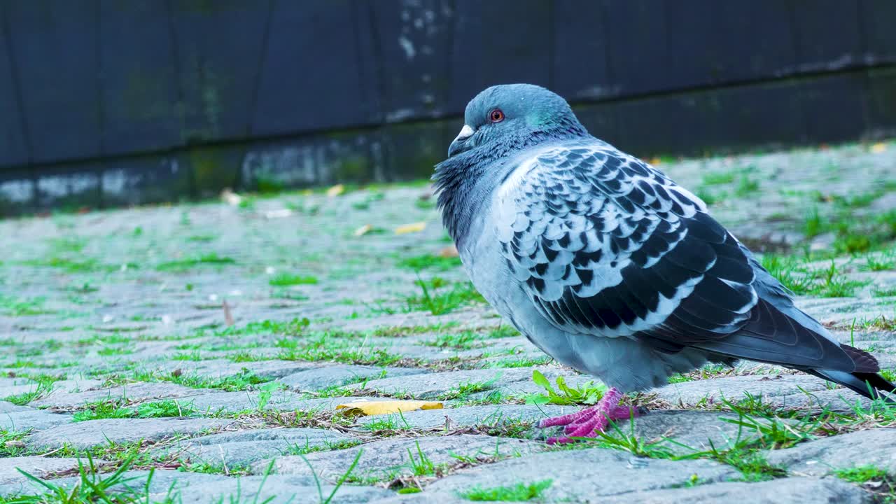 Dutch angle shot of a rock pigeon standing on a city street while other pigeons move around. Creative perspective showing urban wildlife in a busy environment