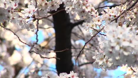 Die-Kamera-Schwenkt-Einen-Hartriegelbaum-Hoch,-Um-Seine-Im-Wind-Tanzenden-Blüten-Aus-Der-Nähe-Zu-Betrachten