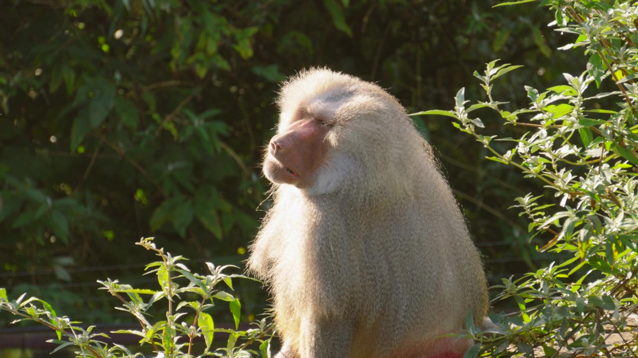 Lone Hamadryas Baboon Monkey Basking in Warm Sunlight on Rock. African Wildlife Footage 4K