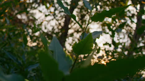 Tracking-shot-of-sunshine-peeking-through-tree-branches