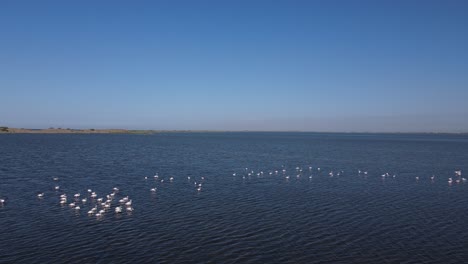 Vista-Aérea-De-La-Bandada-De-Flamencos