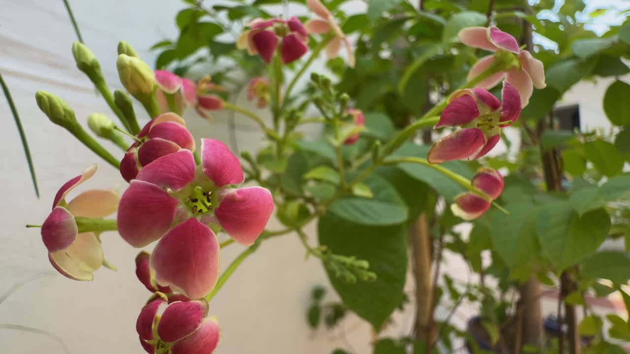 closeup of Madhumalti Creeper flower blooming in the garden
also known as Rangoon Creeper madhurilata Combretum Indicum