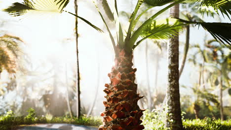 tropical garden with palm trees in sun rays