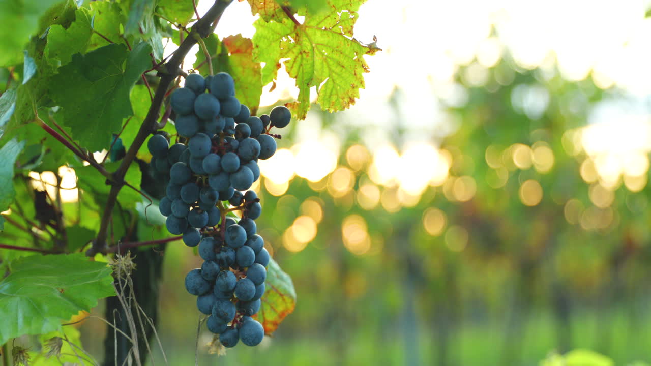 un racimo de uvas maduras de una granja durante la puesta de sol en el fondo del vino horizonte, moviéndose con viento fuerte antes de cosechar y preparar vino en la región de moravia del sur capturado a 4k 60fps