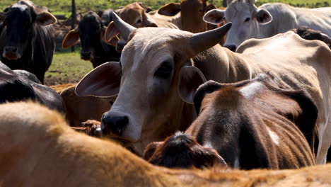 vacas pastando en una pequeña granja en el campo