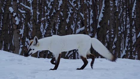 white fox in snowy forest