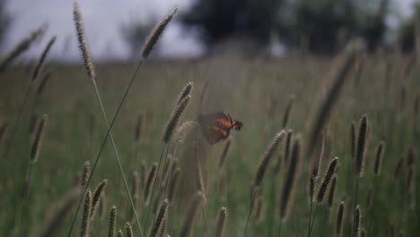 Ein-Schmetterling-Landet-An-Einem-Windigen-Sommertag-In-Zeitlupe-Auf-Gras