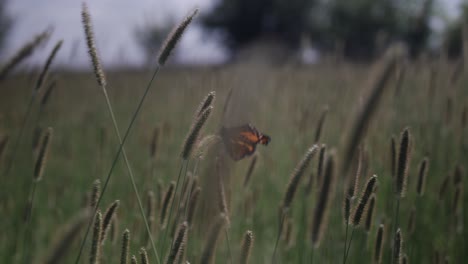 a butterfly landing on grass in slow motion on windy summer day